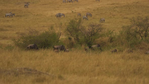 Tilt up view of gnus and zebras