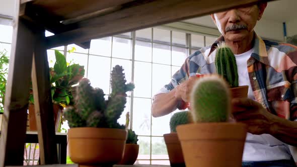 Happy senior gardener man taking care of his plants in greenhouse.