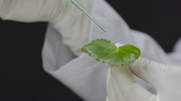 Researcher Drips Liquid Chemical Reagent From Pipette on Test Leaf of GMO Plant