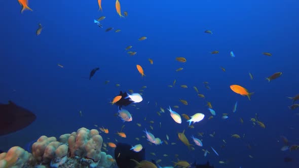 Tropical Coral Garden Orange Fish