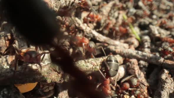 Wild Ant Hill in the Forest Super Macro Closeup Shot