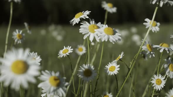 Beautiful Daisies in Meadow on Clear Sunny Day