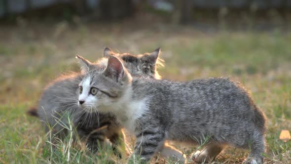 Two Kitten Playing In The Garden Together On Summer Day 