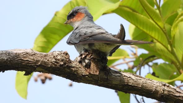 Grey-rumped treeswift in tree and nest .