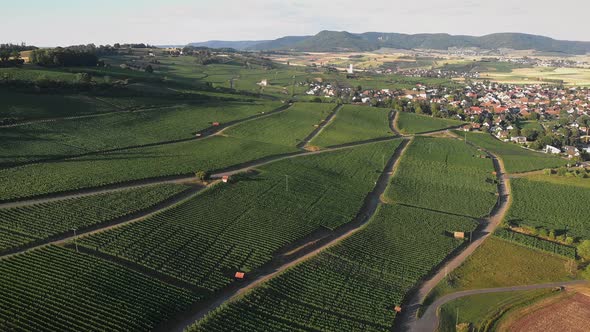 Rows of green grapes plantations, aerial drone view