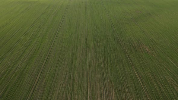 Bird'seye View of a Green Field 