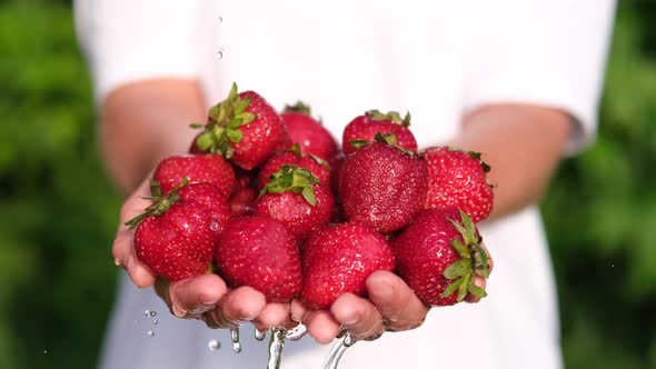 Washing Red Strawberries in Hands