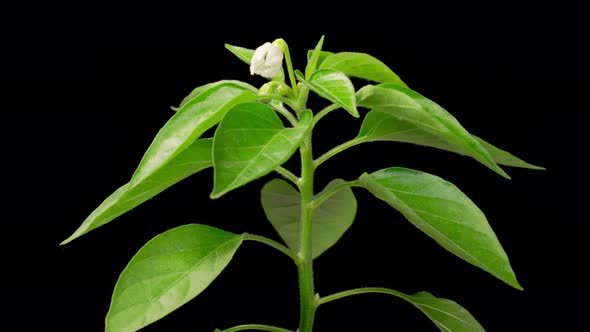 Time Lapse of Growth and Blooming Sweet Bell Pepper Plant