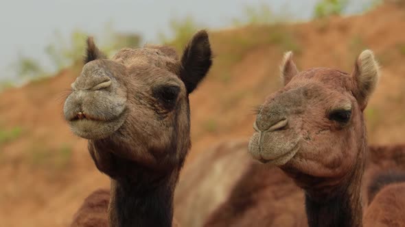 Camels at the Pushkar Fair, Also Called the Pushkar Camel Fair or Locally As Kartik Mela