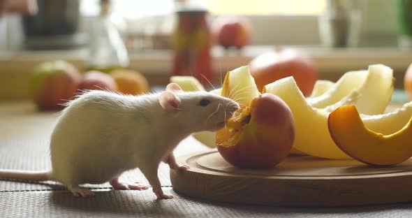 White Rat Eats Fresh Fruit