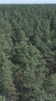 Vertical Video of Pine Forest Aerial View Slow Motion