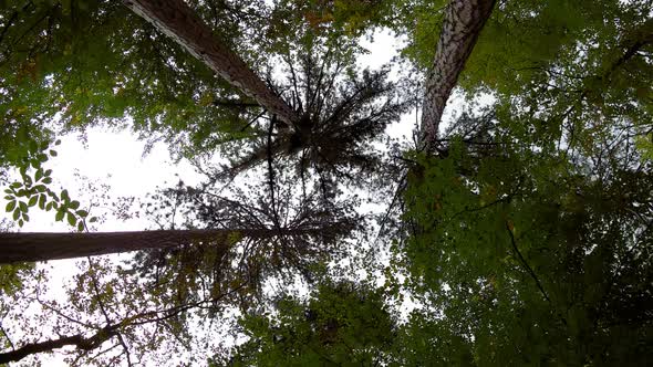 Forest Trees