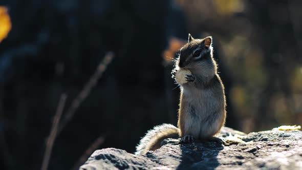 Squirrel Chews Food on Rock