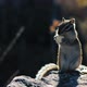 Squirrel Chews Food on Rock - VideoHive Item for Sale