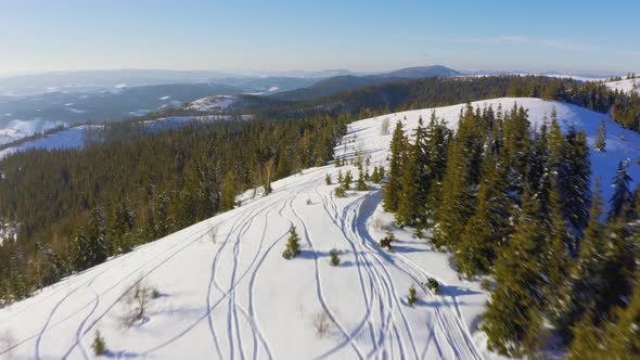 Empty Snowcovered Forests on Snowwhite Slopes of Mountains and Hills in the Carpathian Valley