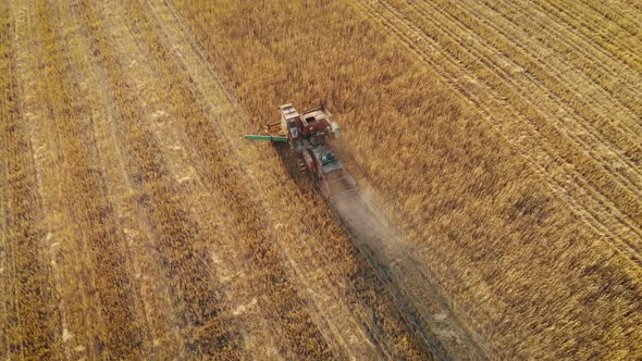 Aerial View on Combine Harvester Agriculture Machine Harvesting Golden Ripe Wheat Field at Sunset alt