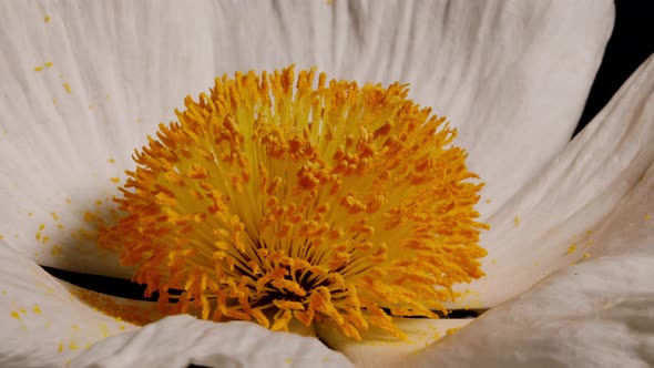 Macro shot of a Matilija Poppy over a black background