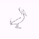 Pelican (Sketch) - VideoHive Item for Sale