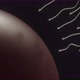 Spermatozoids Reaching For The Egg - VideoHive Item for Sale