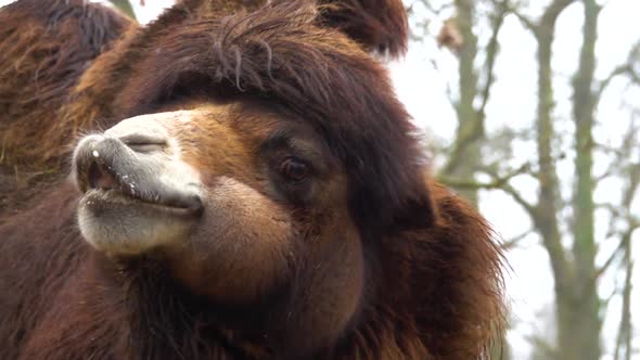 The Bactrian camel (Camelus bactrianus) slow motion