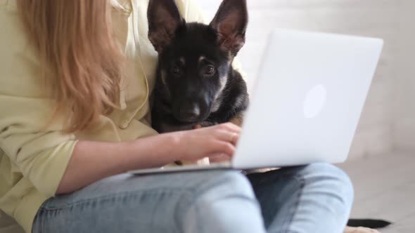 Cropped Woman Girl Working Office Work with Puppy Dog on Knees Remotely From Home Using Laptop