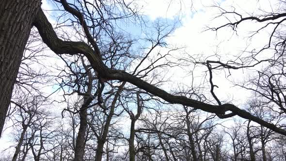 Forest with Trees Without Leaves During the Day