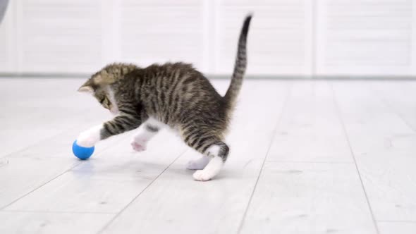 Striped Kitten Playing Blue Ball in Modern Scandinavian Interior Home