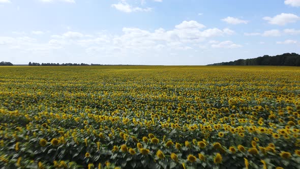 Aerial View of a Field with Sunflowers