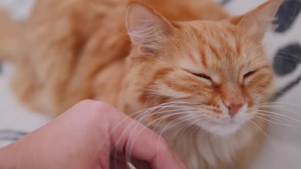 Man Is Stroking Cute Ginger Cat on White Couch. Fluffy Pet Purring with Pleasure. Cozy Home