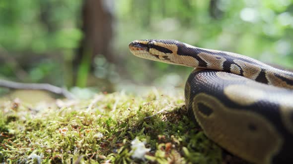 Boa Constrictor in Green Grass Closeup