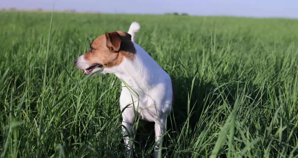 Jack russel terrier on meadow