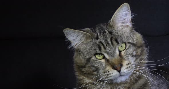 Brown Blotched Tabby Maine Coon Domestic Cat, Portrait of Male against Black Background