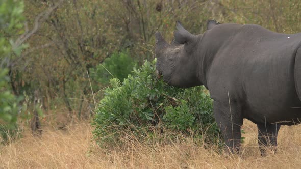 Rhinoceros eating leaves