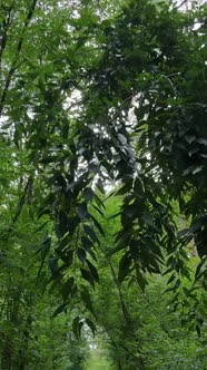 Vertical Video of Green Forest By Day