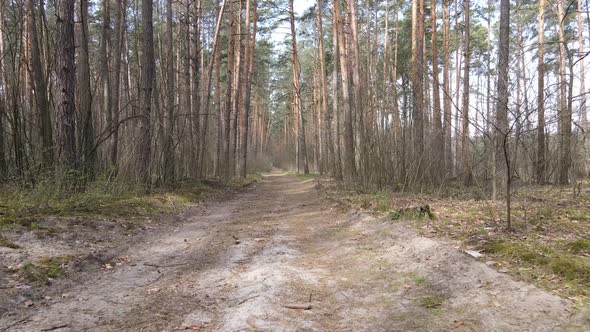 Aerial View of the Road Inside the Forest