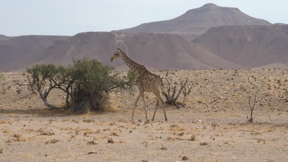 Giraffe walks away on the savanna