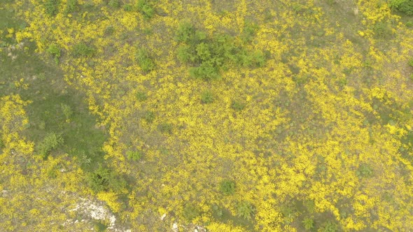 Field of Basket of gold Alyssum Aurinia saxatilis flower 4K drone video