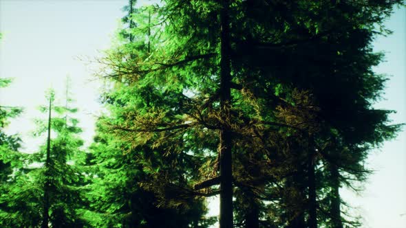 Green Cone Trees in Bright Sun Light