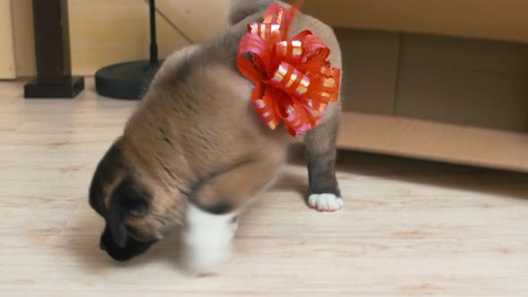 Puppy exploring new house