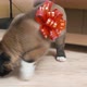 Puppy exploring new house - VideoHive Item for Sale