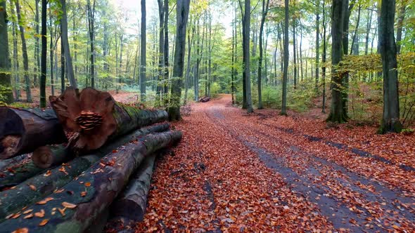 Wonderful footpath full of leaves and old trees in the autumn forest, Europe