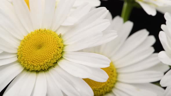 Closeup of Bouquet Wild Chamomile Flowers on the Black