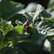 Colorado potato beetle or Leptinotarsa decemlineata eats potato leaves. Colorado Bug on green potato - VideoHive Item for Sale