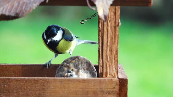 Tit (Parus major) flies to the feeder.