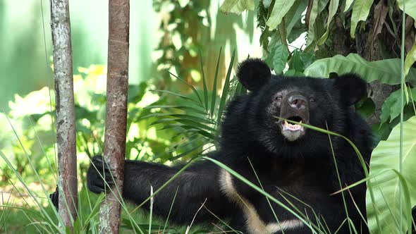 Playful and cheerful bear surrounded by trees in a zoo enclosure