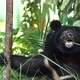 Playful and cheerful bear surrounded by trees in a zoo enclosure - VideoHive Item for Sale