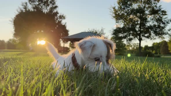 Cute Funny Friendly Little Jack Russell Terrier Wagging His Tail in the Grass and Smiling