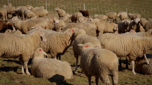 Flock of sheep standing on a narrow pasture. Two sheep start a physical fight. Other sheep stand aro