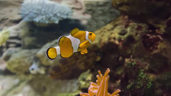 Super Slow motion Underwater tropical clownfish