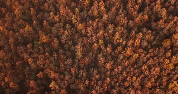 Aerial Top View of Autumn Trees in Forest Background, Caucasus, Russia. Coniferous and Deciduous